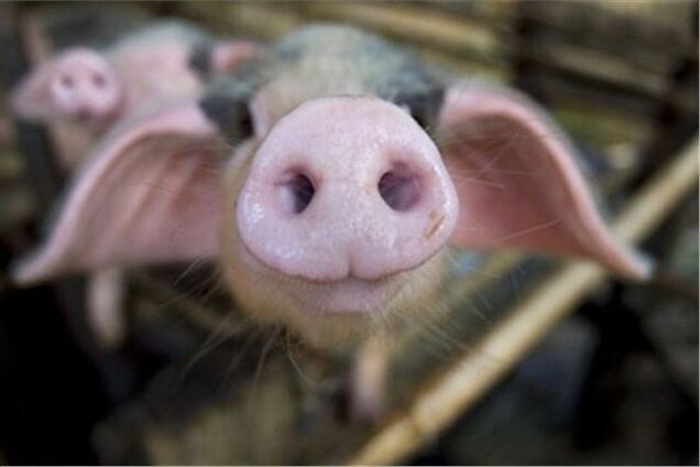 Украина запретила ввоз продукции из Беларуси