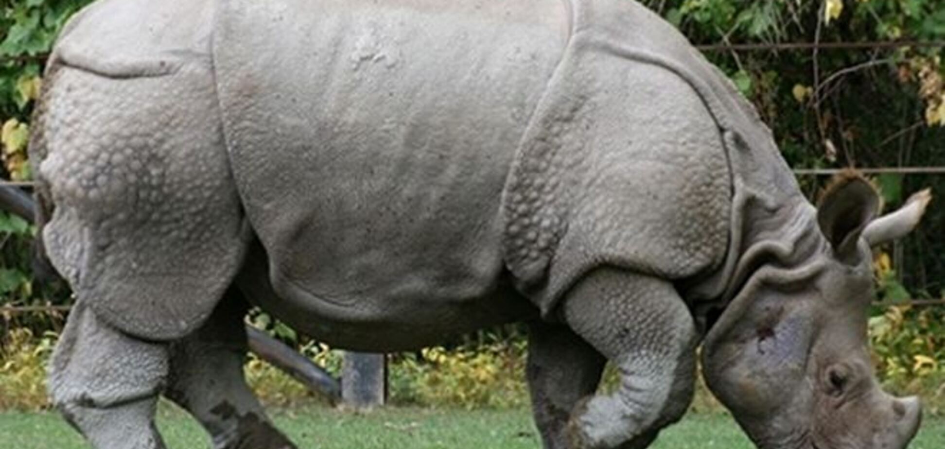 Носорог укусил посетительницу зоопарка