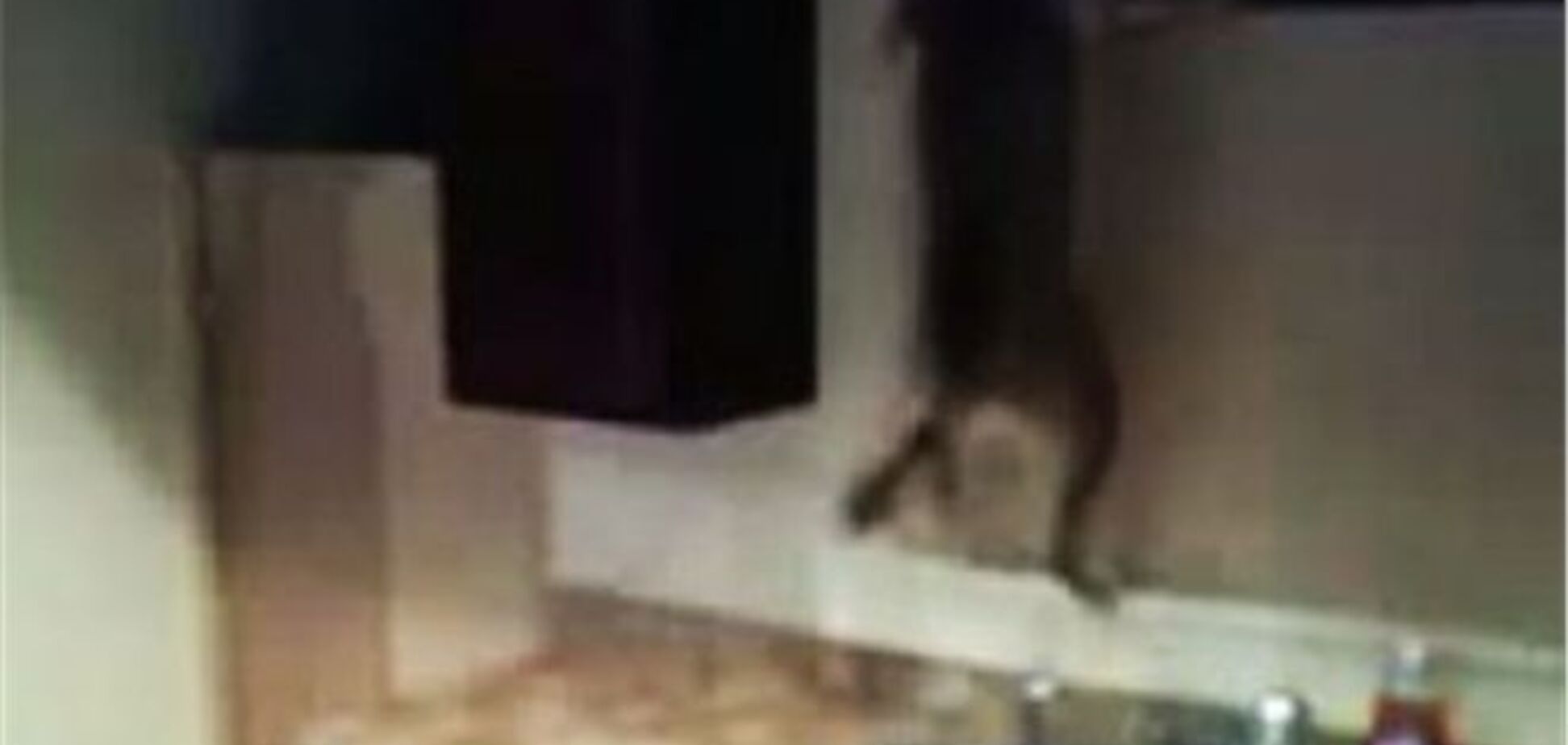 Пес-паук стал зведой Интернета