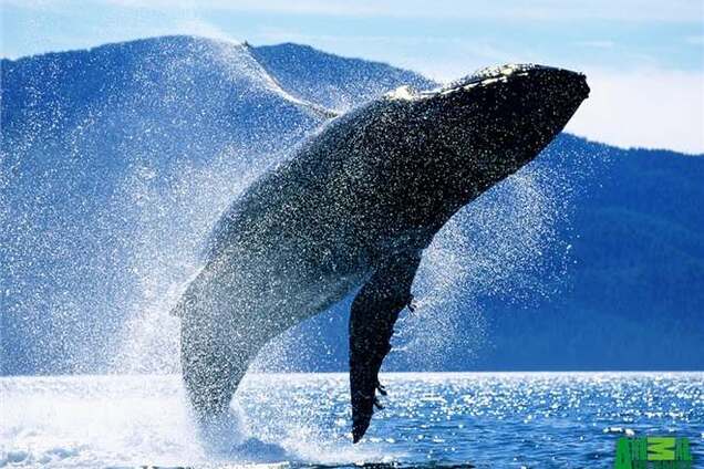 Туристы едут в ЮАР любоваться китами
