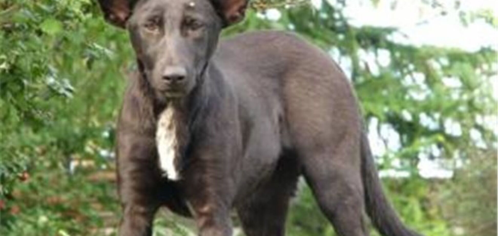 Собака Путина завела страницу в Facebook