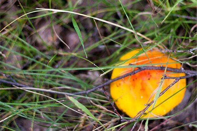 На Полтавщині похід дітей в ліс за грибами ледь не обернувся трагедією