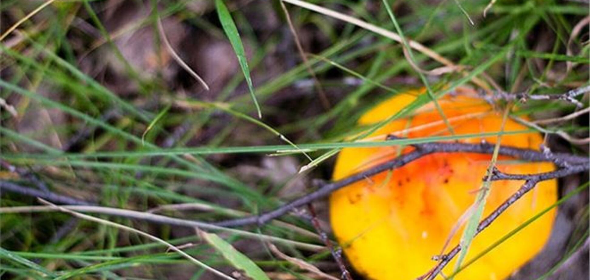 На Полтавщині похід дітей в ліс за грибами ледь не обернувся трагедією