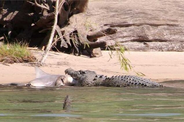 Турист снял на видео кровавую схватку акулы с крокодилом