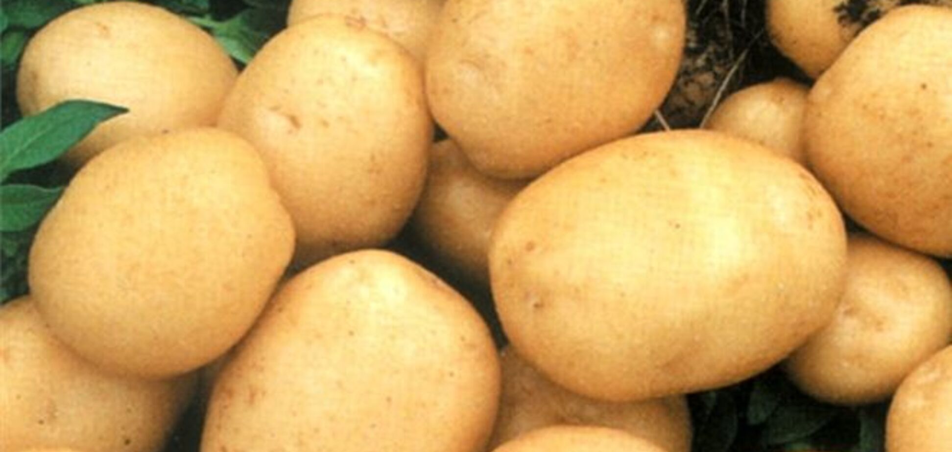 Украину ожидает дефицит картофеля