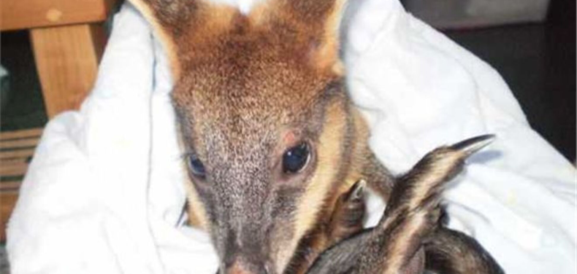 Турист спас кенгуру от смерти, сделав ему искусственное дыхание