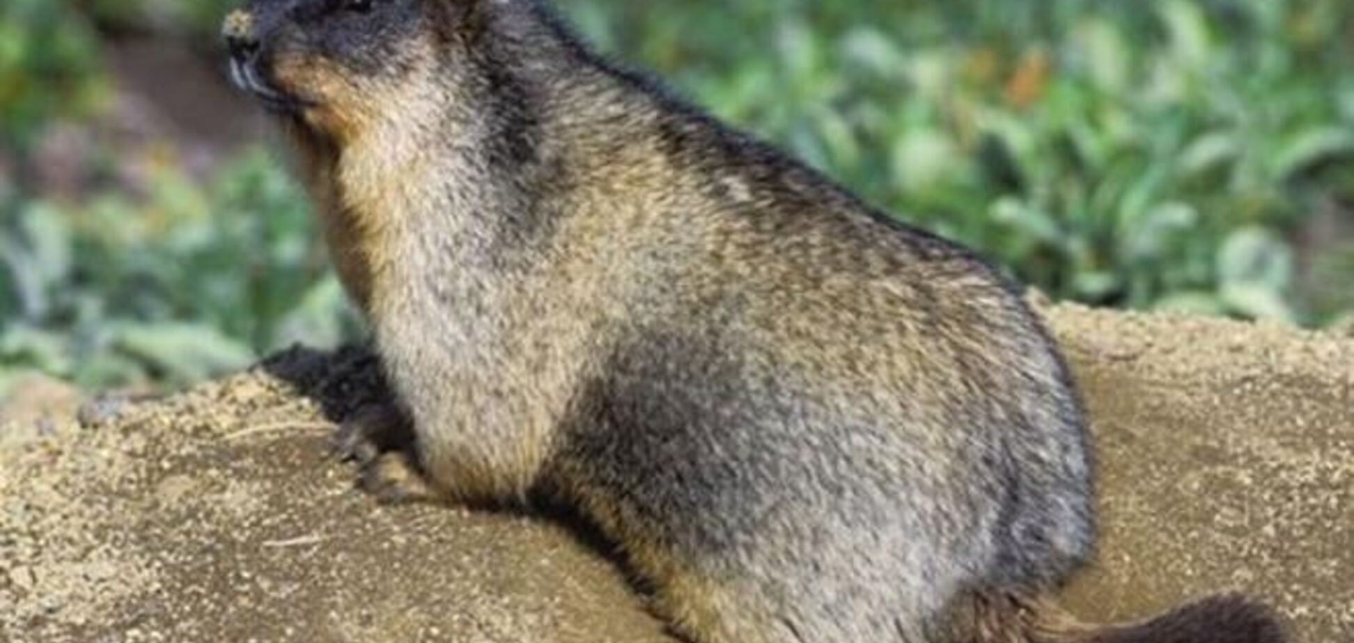 Мисливці на Камчатці вбили бабака-провісника погоди 