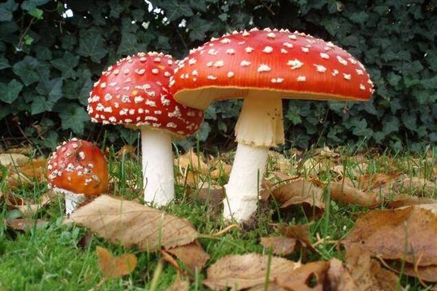 На Херсонщині п'ятеро потрапили до реанімації після грибів