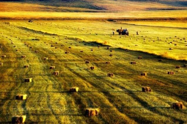 Азаров надеется, что дожди не помешают собрать рекордный урожай