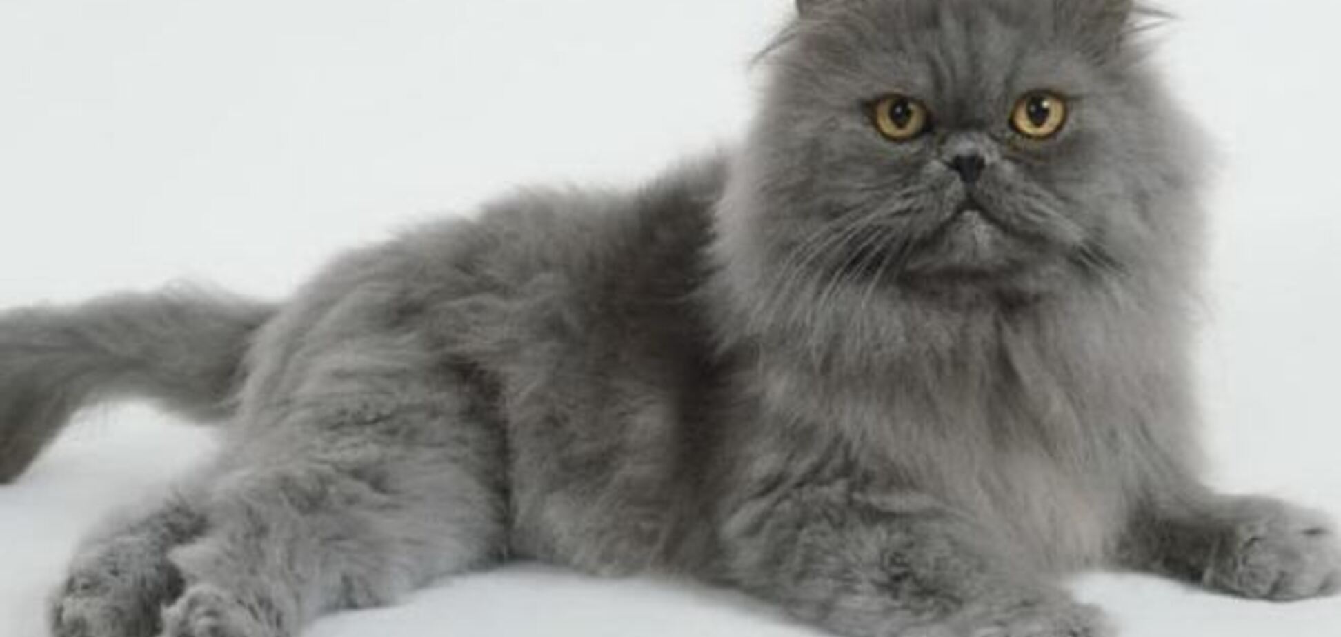 В России суд выселил кота из коммуналки 