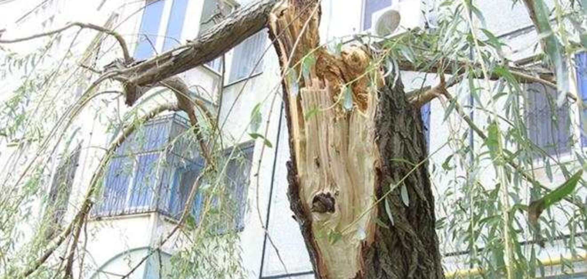 У Луганську на п'ятиповерхівку впало 18-метрове дерево
