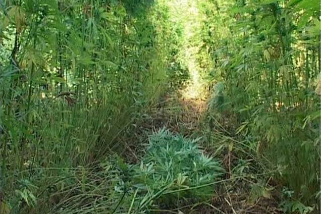 На Луганщині знайшли плантацію з триметрової коноплею