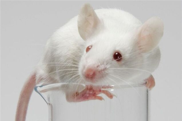 Все эксперименты с лабораторными мышами поставили под сомнение