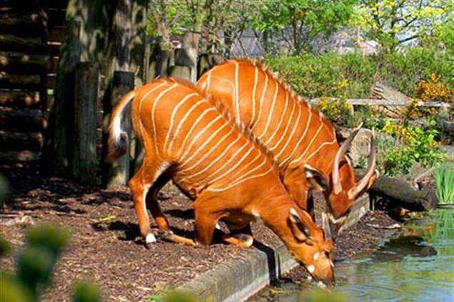 В зоопарке Лондона запретили одежду животных расцветок