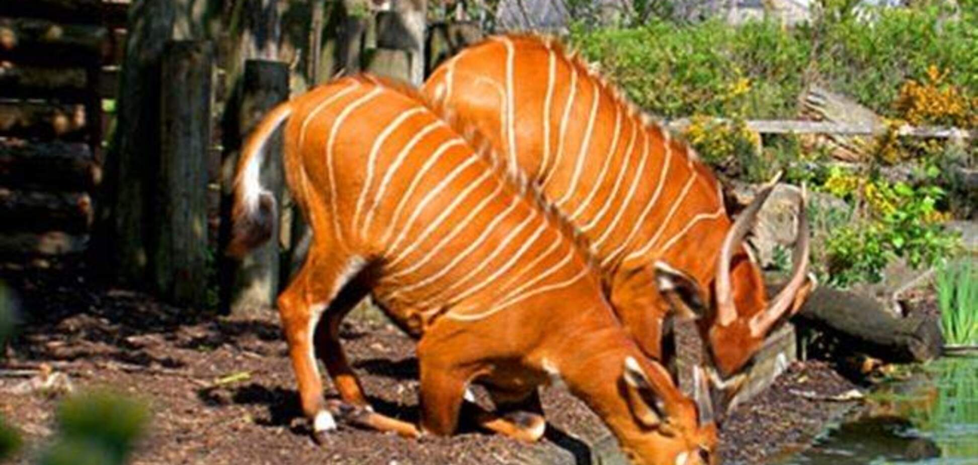 У зоопарку Лондона заборонили одяг тварин забарвлень