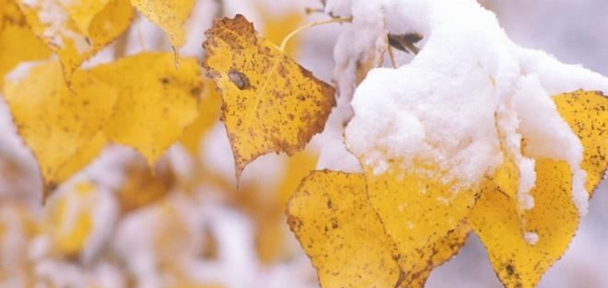 Гидрометцентр: в начале октября снег, в середине - бабье лето