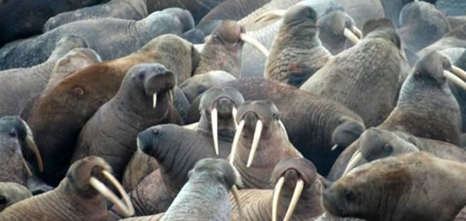 Около 10 тыс. моржей собралось на лежбище на Чукотке