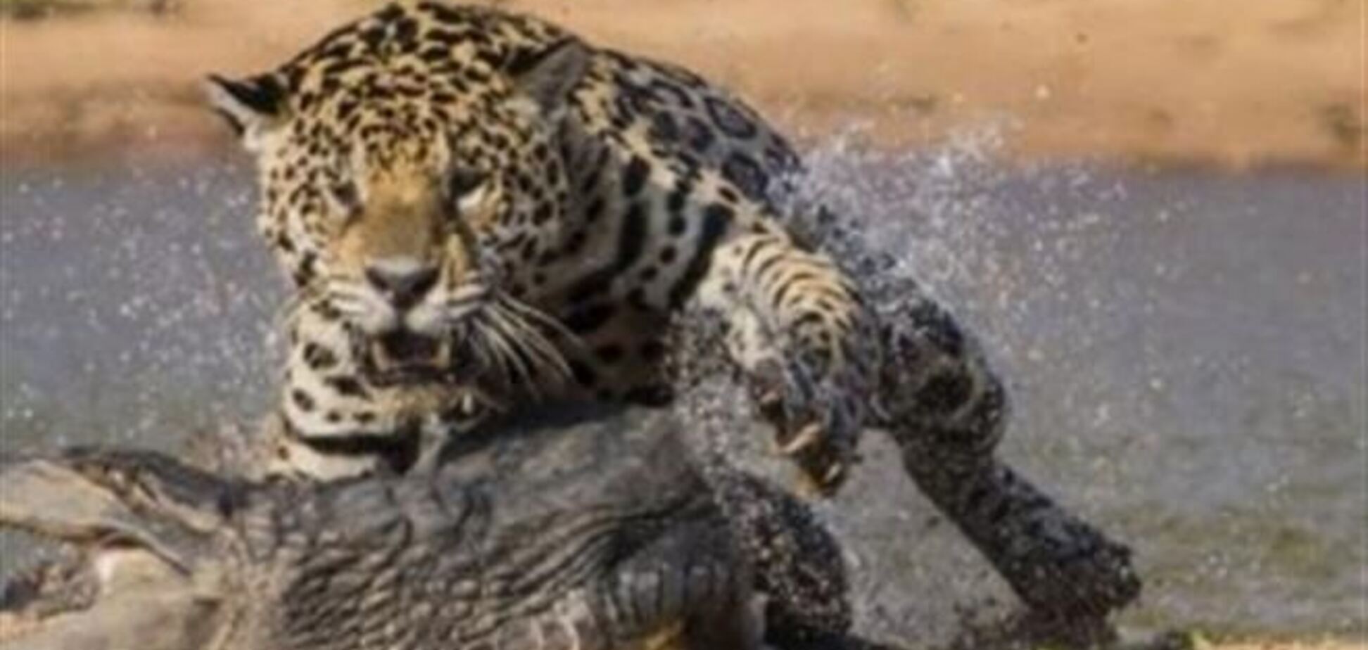 Ягуар подкрадывается и перегрызает горло крокодилу: ролик 'взорвал' YouTube