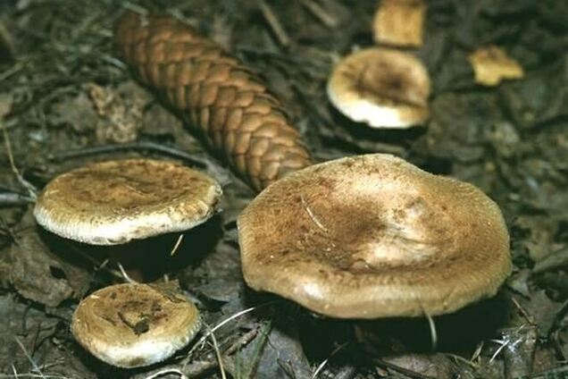 На Кіровоградщині шестеро потрапили до лікарні через грибів