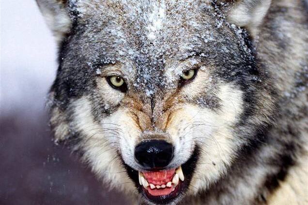 На Житомирщине волк забежал в село и покусал женщин