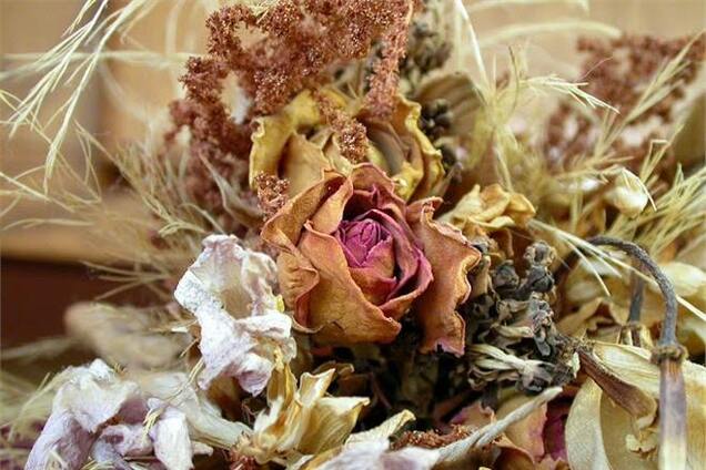 Как засушить цветы и листья для зимнего букета