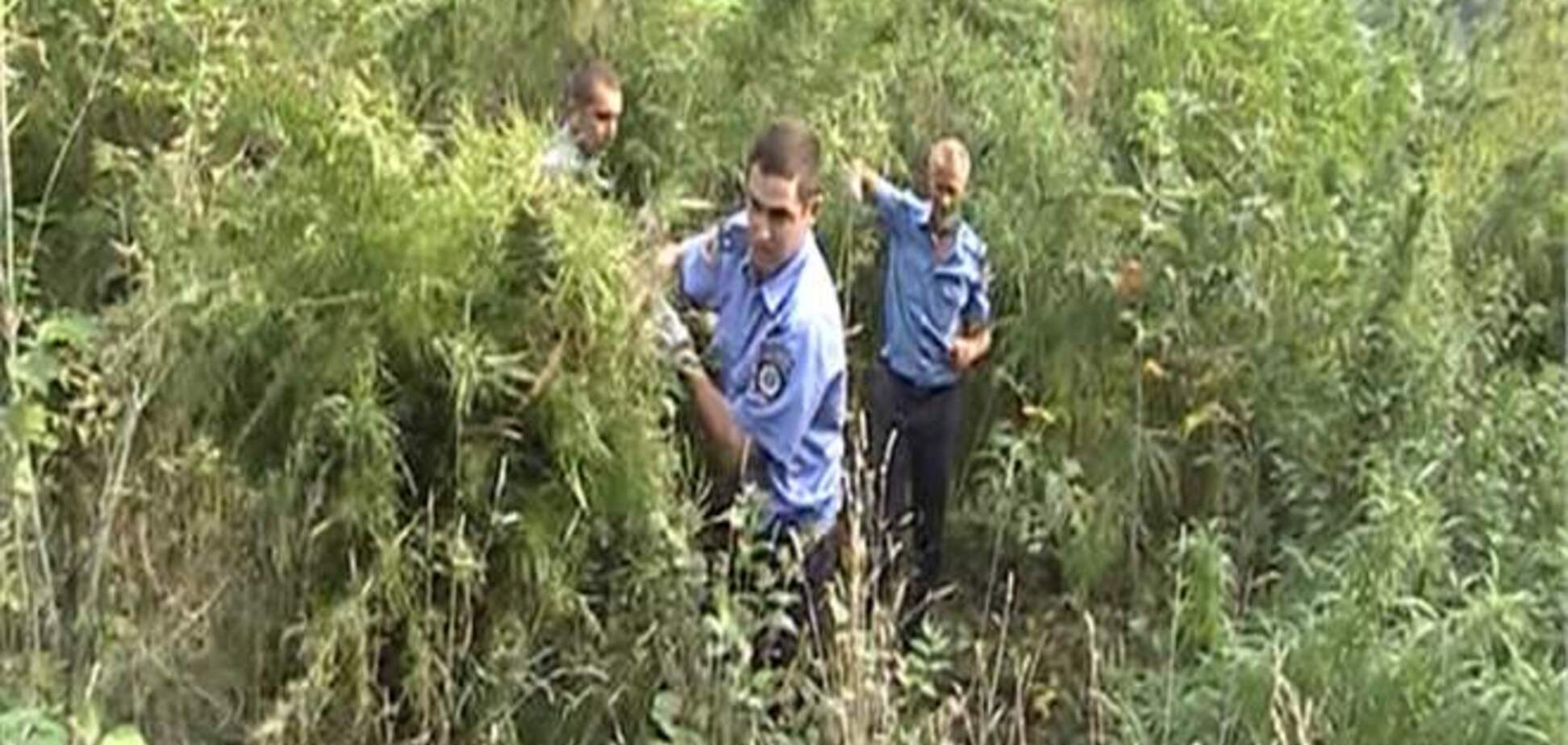 Милиционеры нашли плантацию конопли на территории харьковского вуза