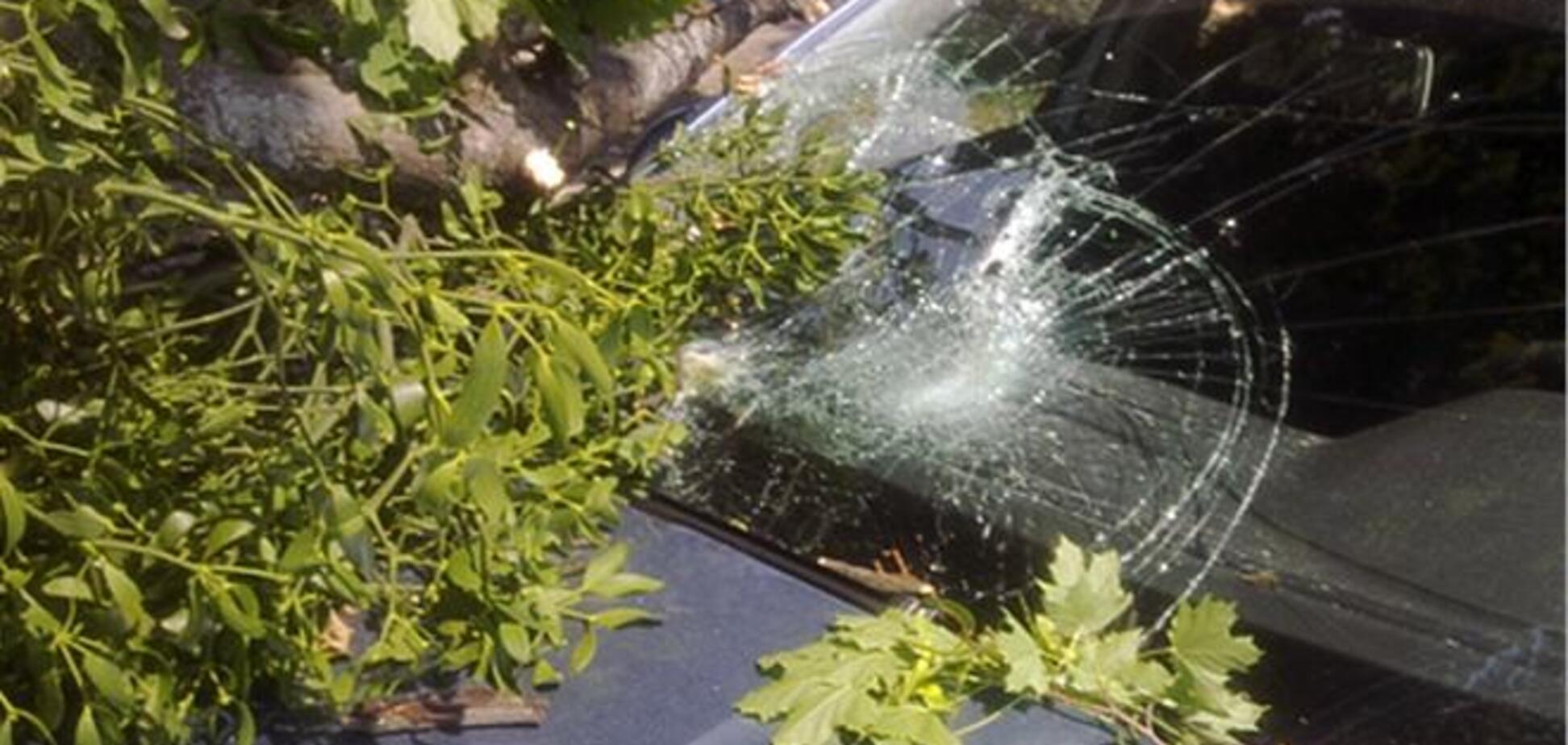 Упавшие деревья заблокировали движение на Парковой аллее в Киеве