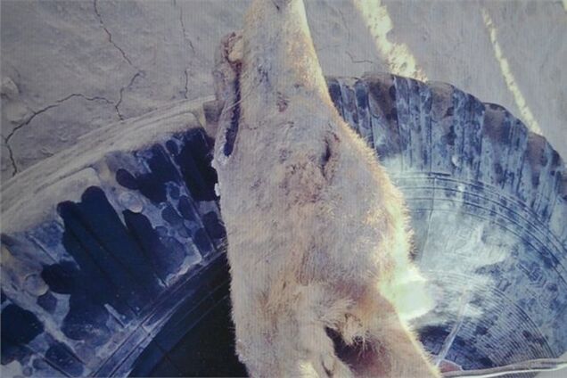 Житель Казахстана голыми руками задушил напавшего волка