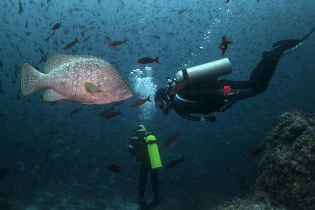 Фауна Галапагоських островів