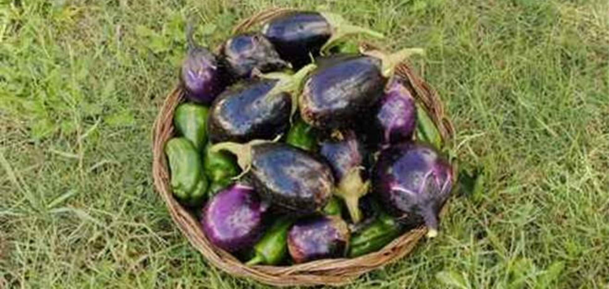 Чем полезны баклажаны