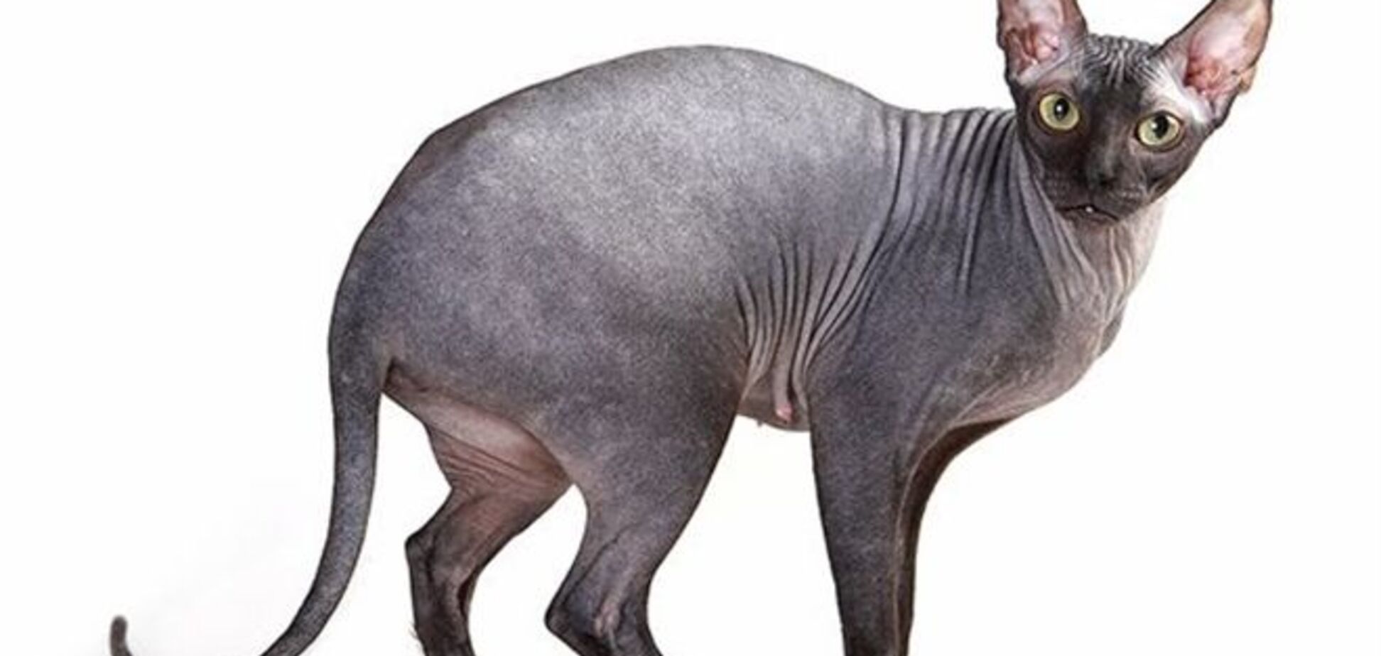 В России за долги хозяина арестовали кота