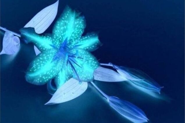 Ученые вырастили светящиеся в темноте цветы  