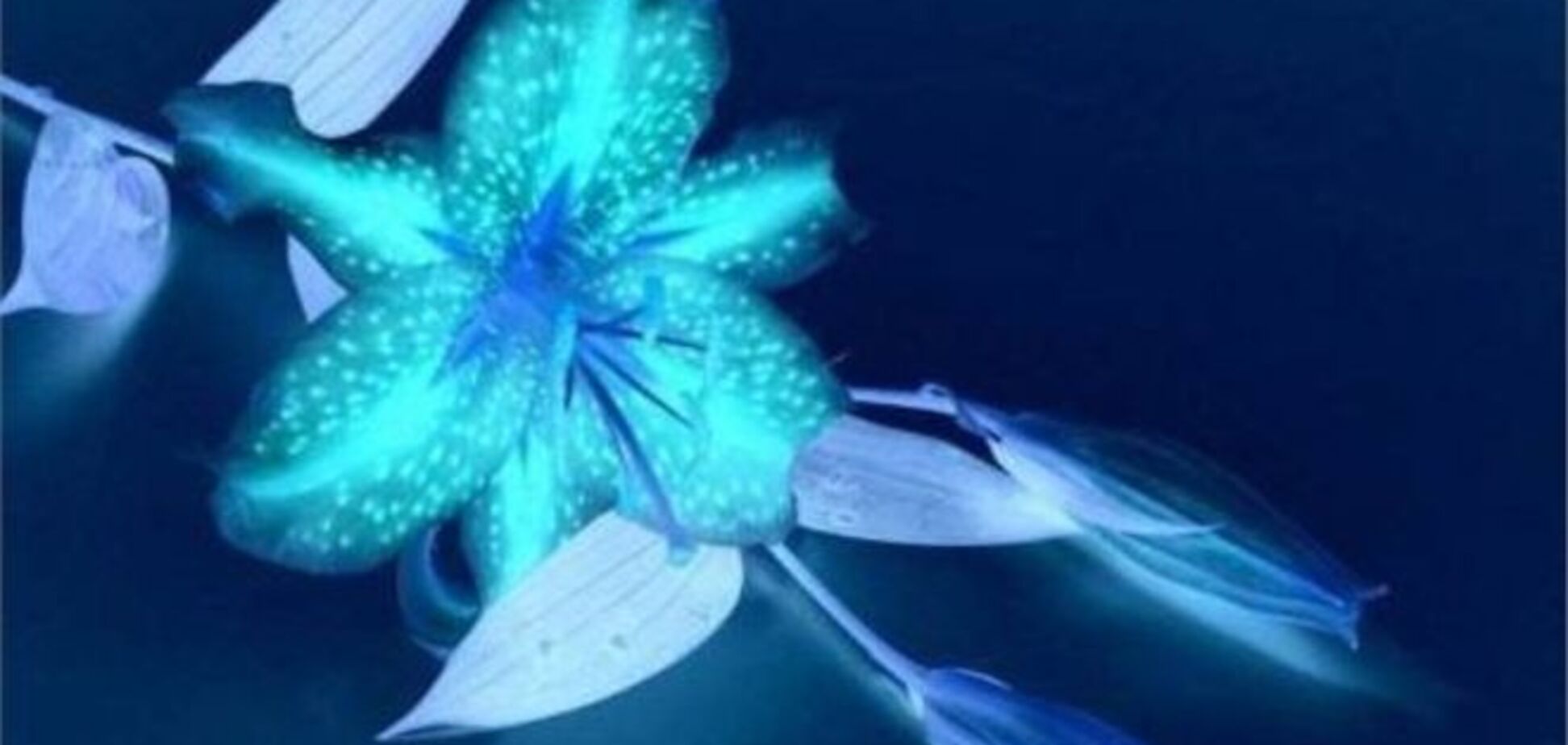 Ученые вырастили светящиеся в темноте цветы