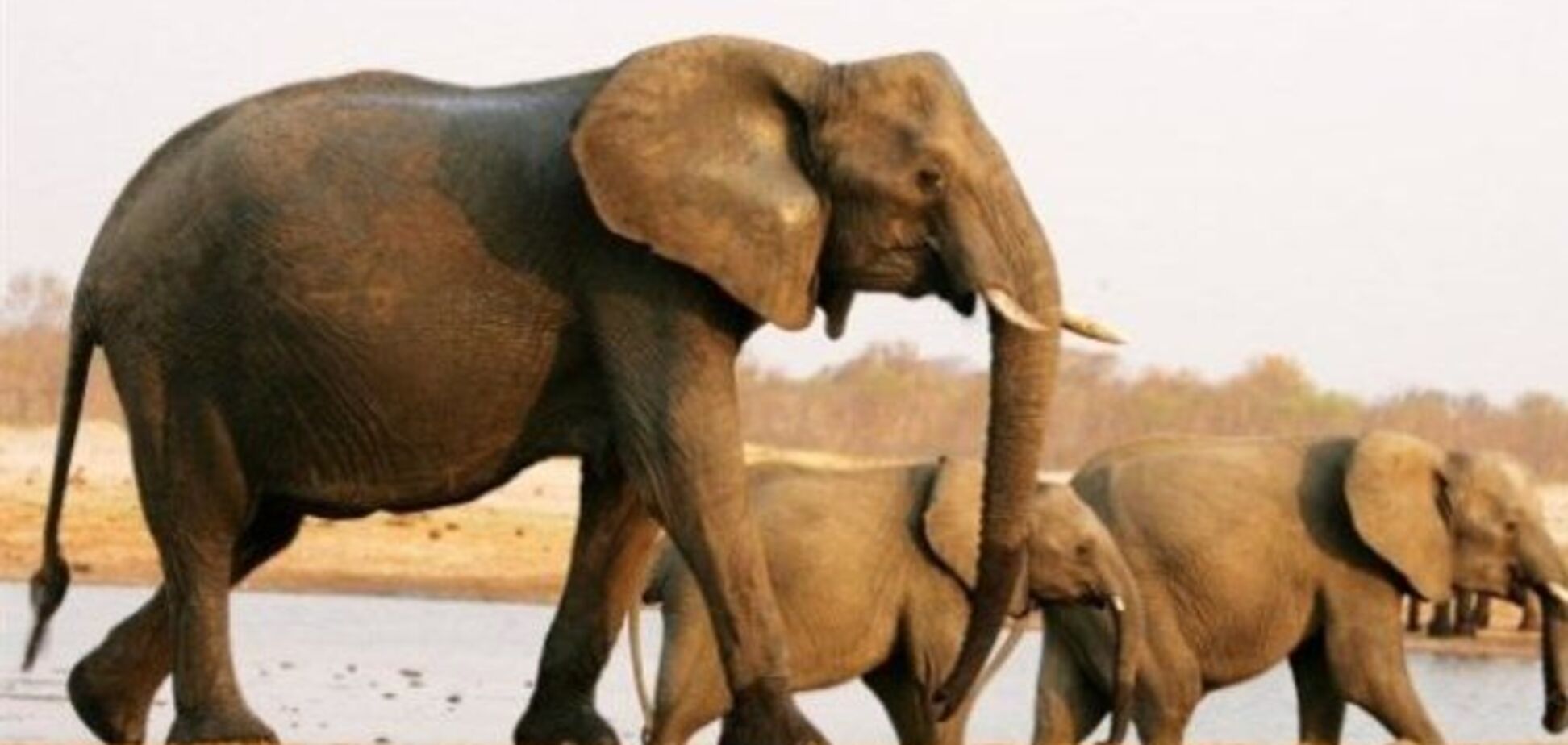 Браконьеры отравили более 40 слонов в Зимбабве