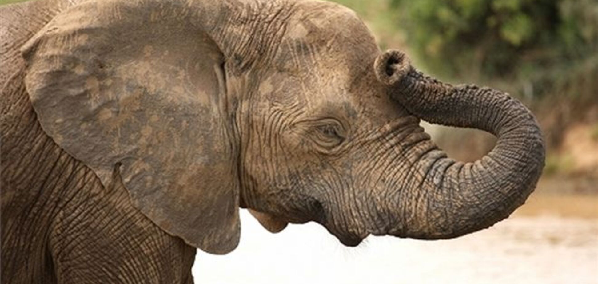 Слон растоптал туриста в Африке