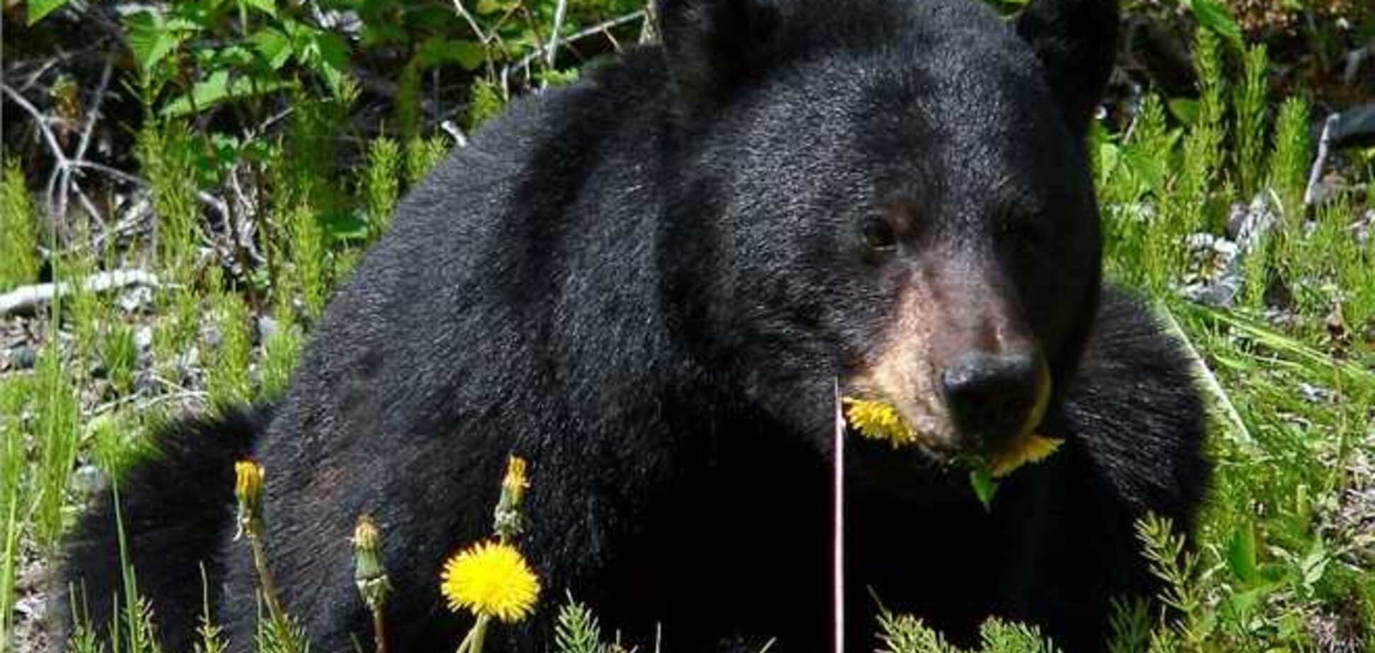В США медведь пробрался на территорию двух школ во время уроков