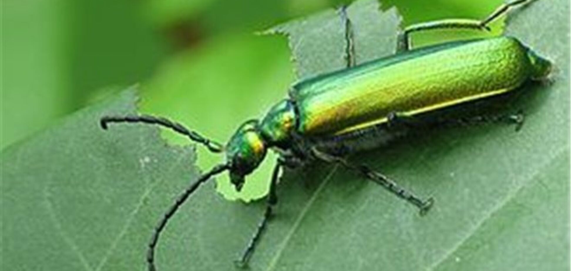 Девушку принудили к групповой оргии с незнакомцами с помощью зеленого жука