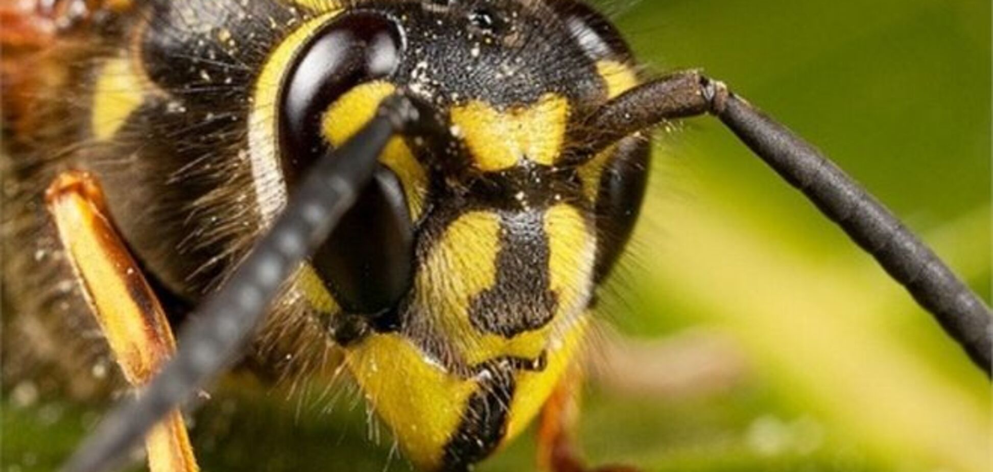 На Запоріжжі оси покусали дітей на шкільному подвір'ї