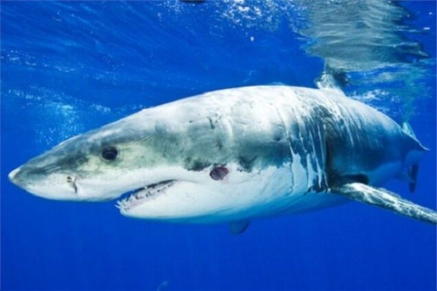 У берегов Флориды акулы снова нападают на людей