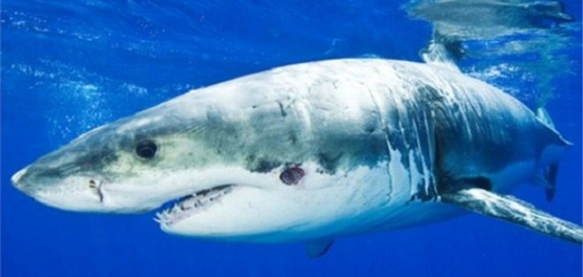 Біля берегів Флориди акули знову нападають на людей