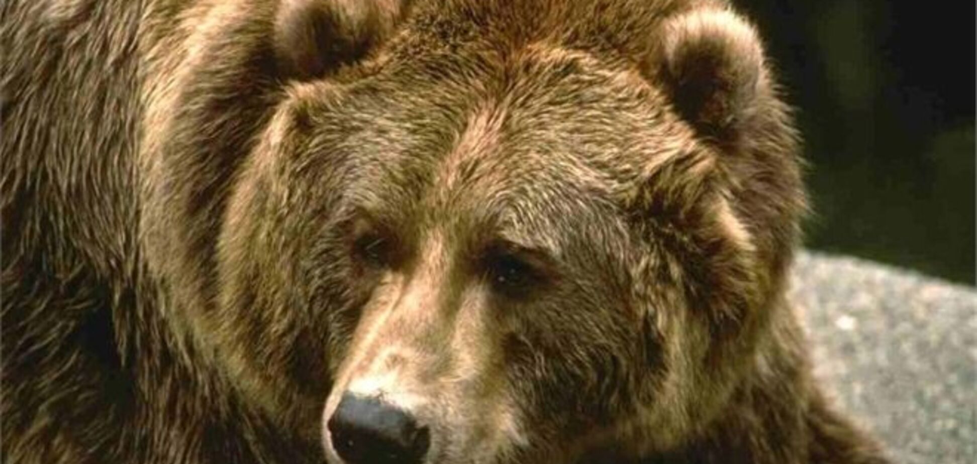 Медведица убила двух грибников в России