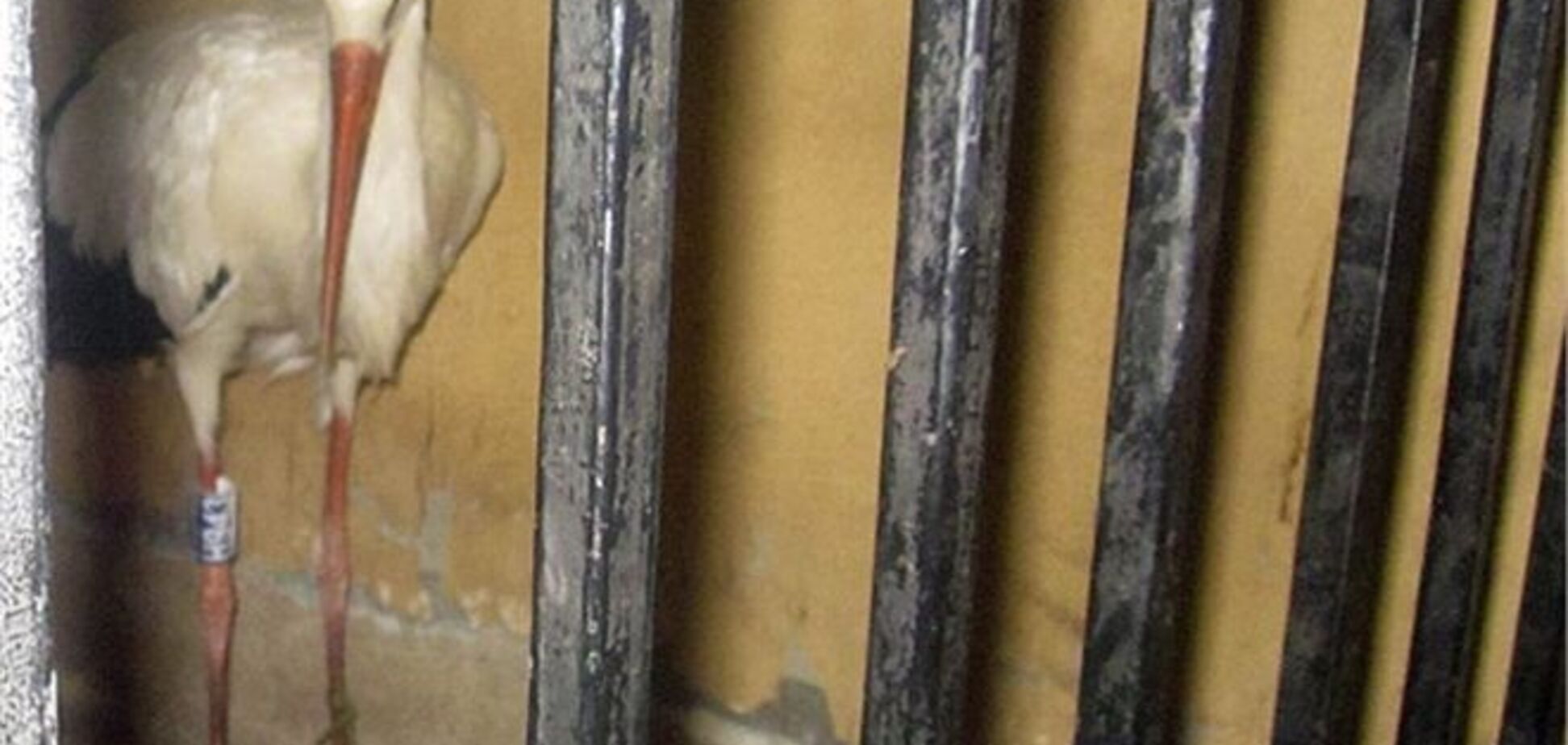 Єгипетського лелеки-'шпигуна' убили і з'їли