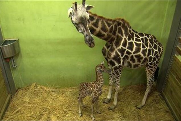 У Південній Кореї самка жирафа поставила рекорд, народивши 18-го дитинчати