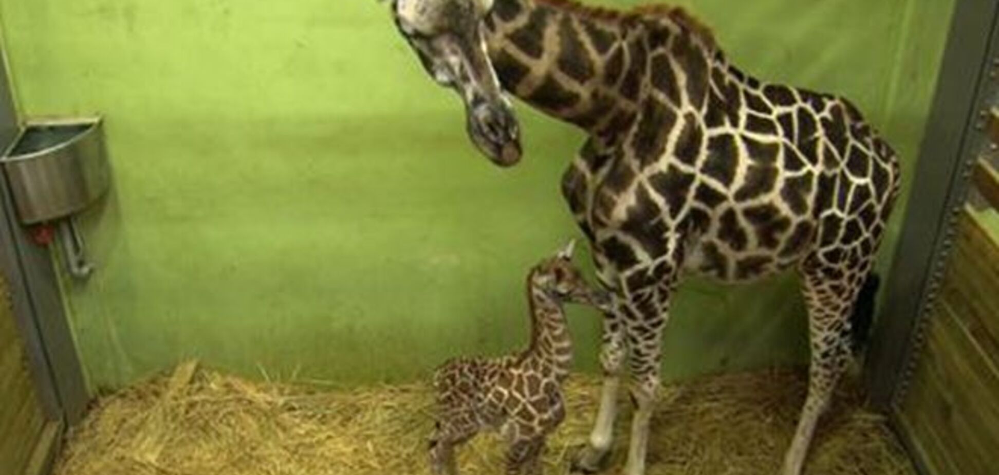 В Южной Корее самка жирафа поставила рекорд, родив 18-го детеныша