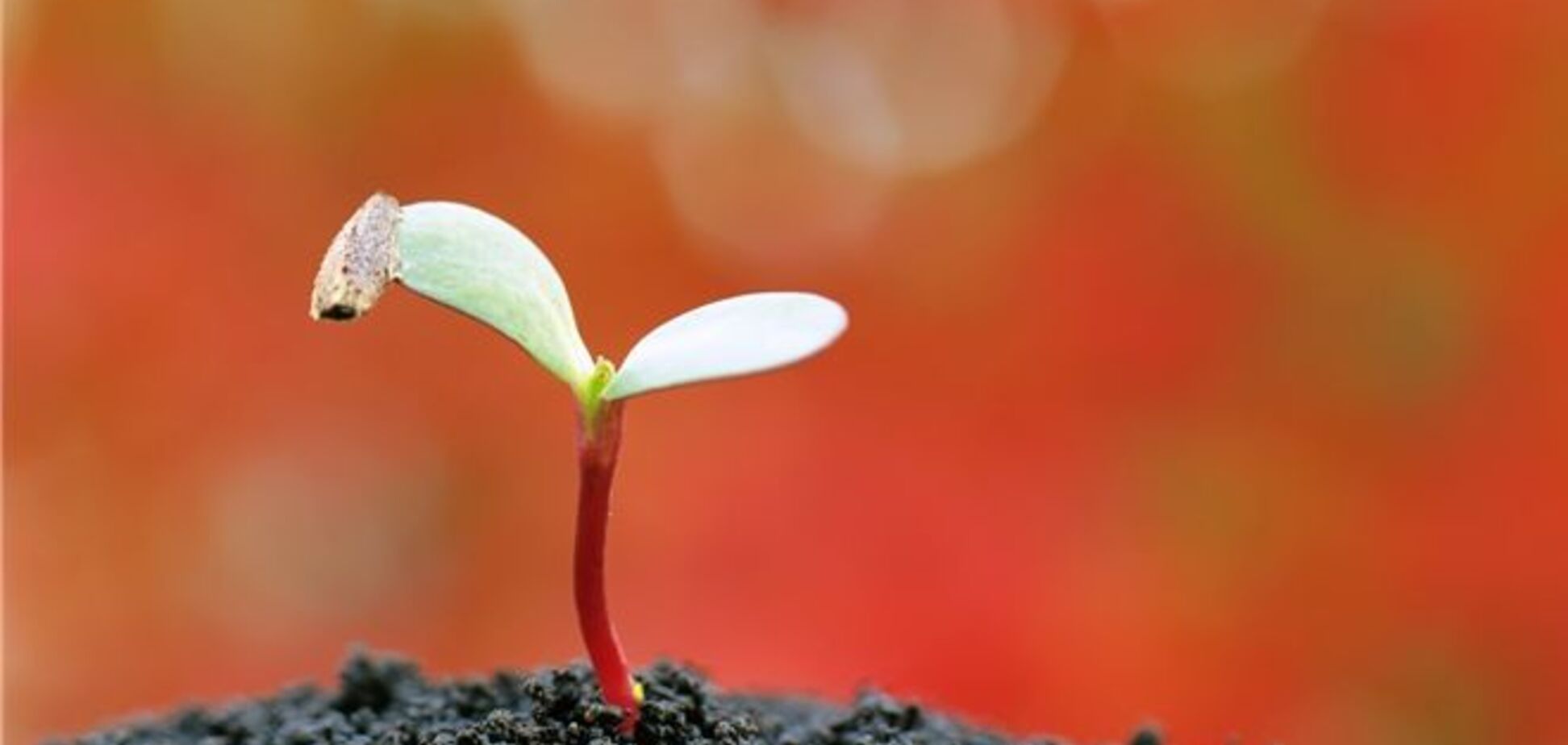 В Беларуси землю инвесторам будут выдавать под присмотром КГБ