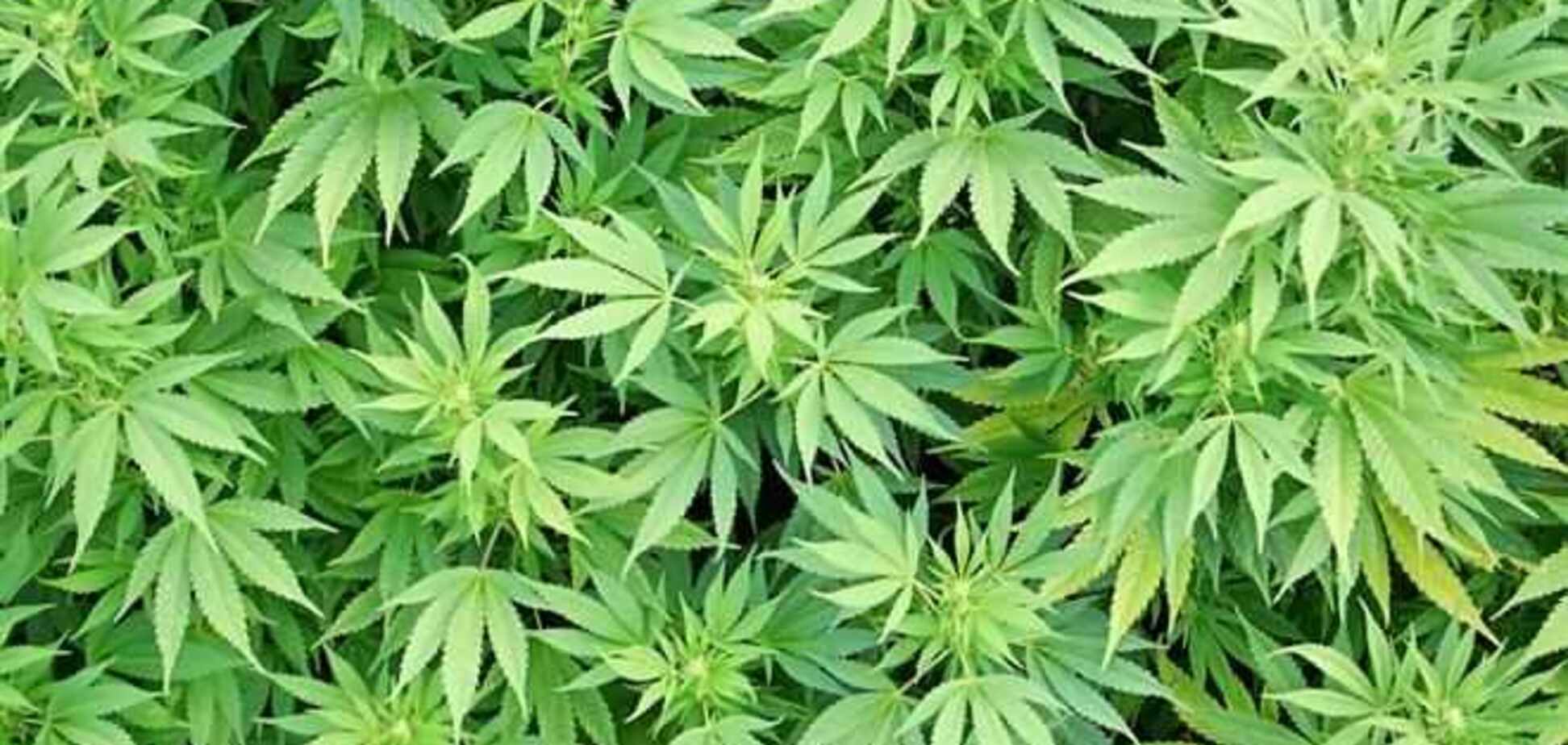 В Колорадо разрешили продавать и выращивать марихуану