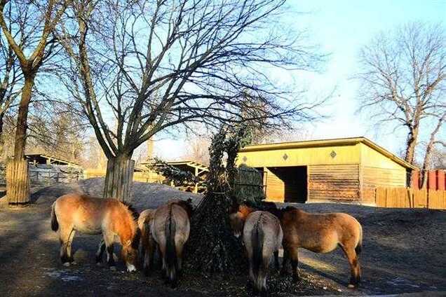Скандалы в киевском зоопарке: директора не виноваты?