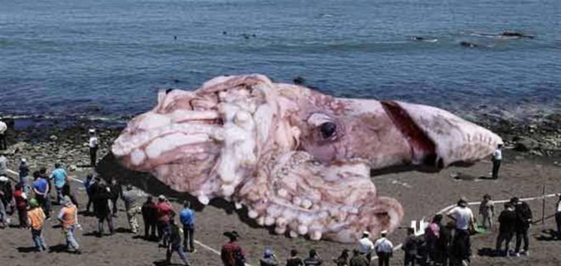  Гигантского кальмара выбросило на побережье Калифорнии
