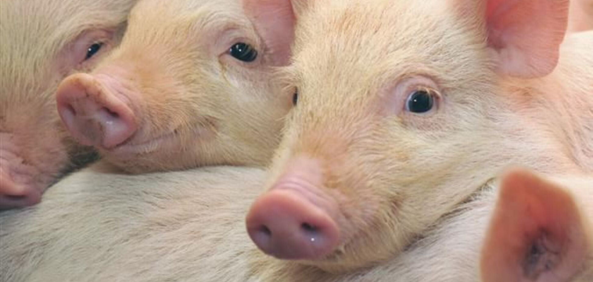 Беларусь запретила ввоз свинины с Луганщины