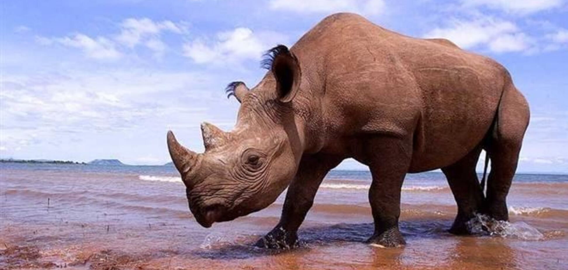 В США продали лицензию на отстрел редкого черного носорога за $350 тысяч
